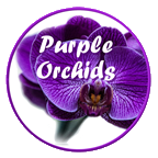 (c) Purpleorchids.co.uk